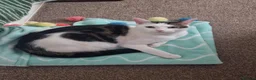 Mixed Breed cats for sale: LOOKING NOT SELLING for a female kitten in Eastbourne - Advert 4