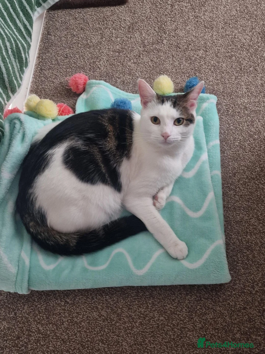 Mixed Breed cats for sale: LOOKING NOT SELLING for a female kitten in Eastbourne - Advert 4