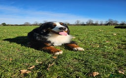 Bernese Mountain Dog dogs for stud: Proven health tested BMD handsome boy for stud. in Northampton - Image 6