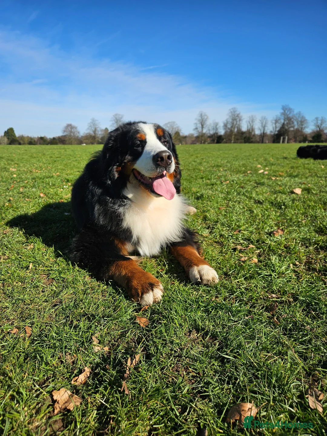 Bernese Mountain Dog dogs for stud: Proven health tested BMD handsome boy for stud. in Northampton - Advert 7