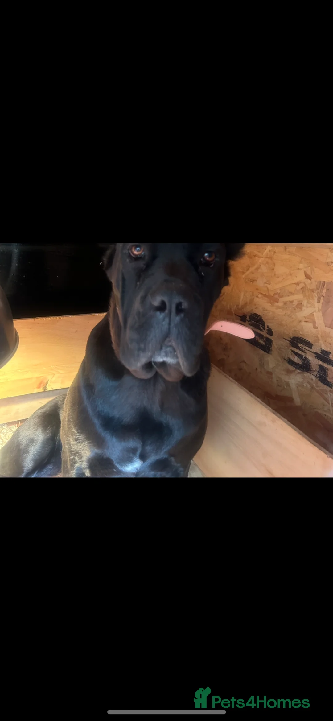 Cane Corso dogs for sale: Cane corso puppies  - Advert 1