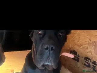 Cane Corso dogs Cane corso puppies - Advert 1