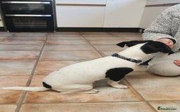 Jack Russell dogs for sale: Male jack russell - Image 6