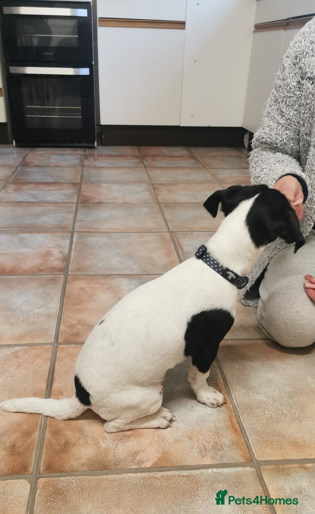 Jack Russell dogs for sale: Male jack russell - Image 6
