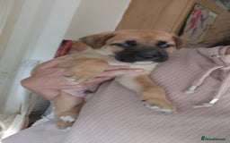 Mixed Breed dogs for sale: Puppies  - Image 2