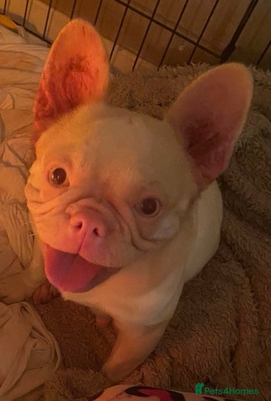 French Bulldog dogs French bulldog puppies - 3 boys/3 girls - Advert 1