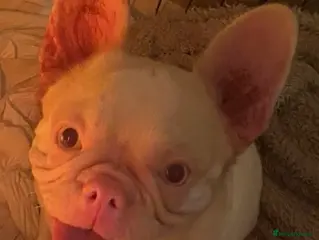 French Bulldog dogs French bulldog puppies - 3 boys/3 girls - Advert 1