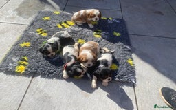 Cavalier King Charles Spaniel dogs for sale: Cavalier King Charles spaniel  - Image 8