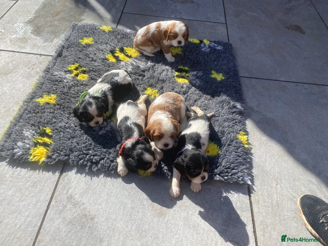 Cavalier King Charles Spaniel dogs for sale: Cavalier King Charles spaniel  - Image 8