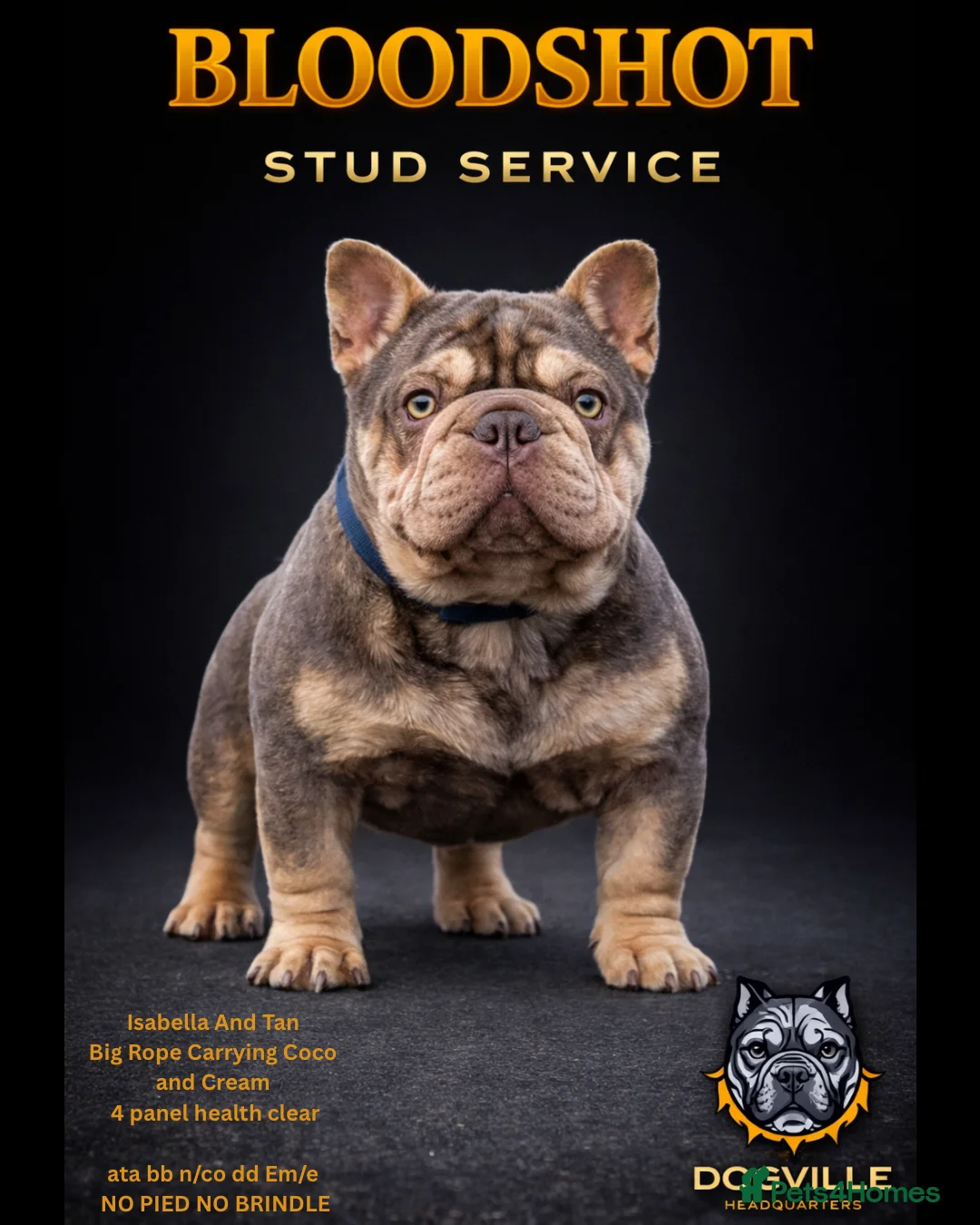 French Bulldog dogs for stud: FOR STUD! Isabella and Tan French Bulldog - Advert 1