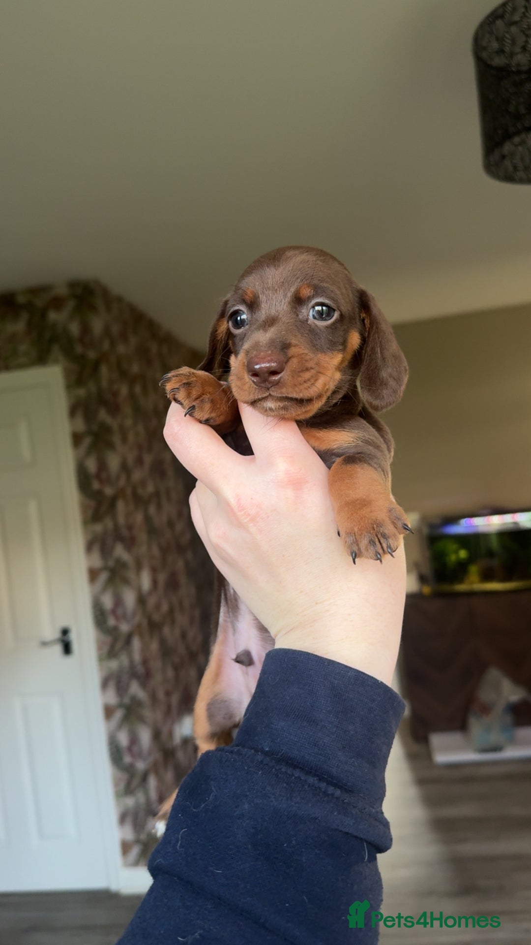 Miniature Dachshund dogs for sale: True Miniature Dachshund Puppies - Advert 14