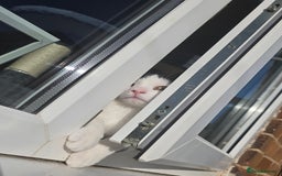 Mixed Breed cats for sale: Two male cats - Image 5
