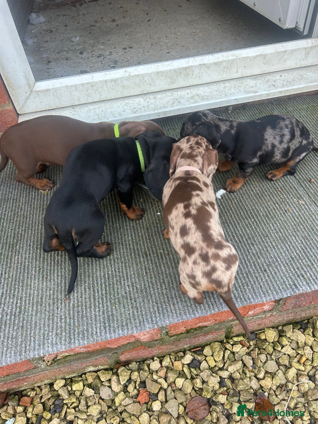 Dachshund dogs for sale: Dachshund puppies for sale - Advert 2