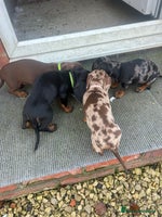 Dachshund dogs Dachshund puppies for sale - Advert 11