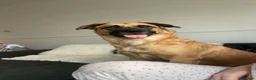 Mixed Breed dogs for sale: Mixed Breed - Advert 2