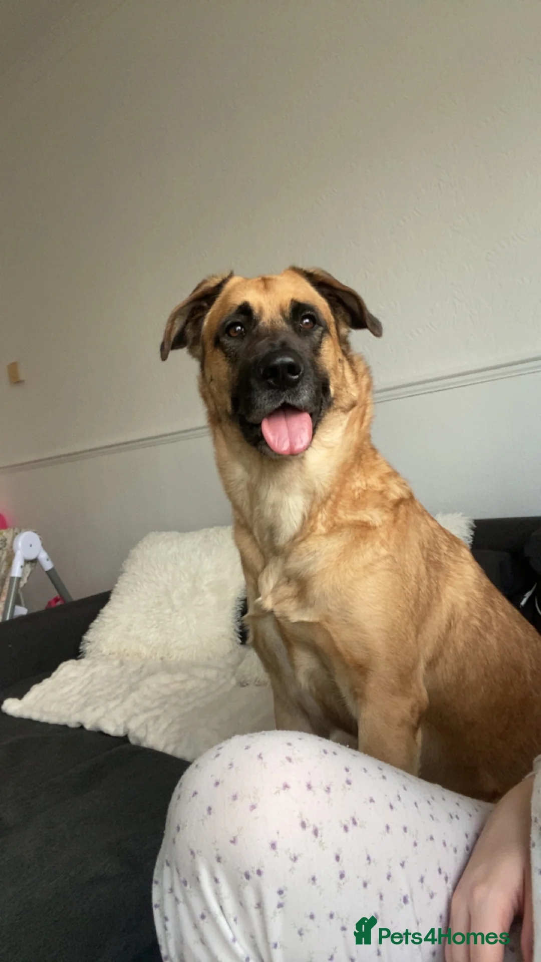 Mixed Breed dogs for sale: Mixed Breed - Advert 2