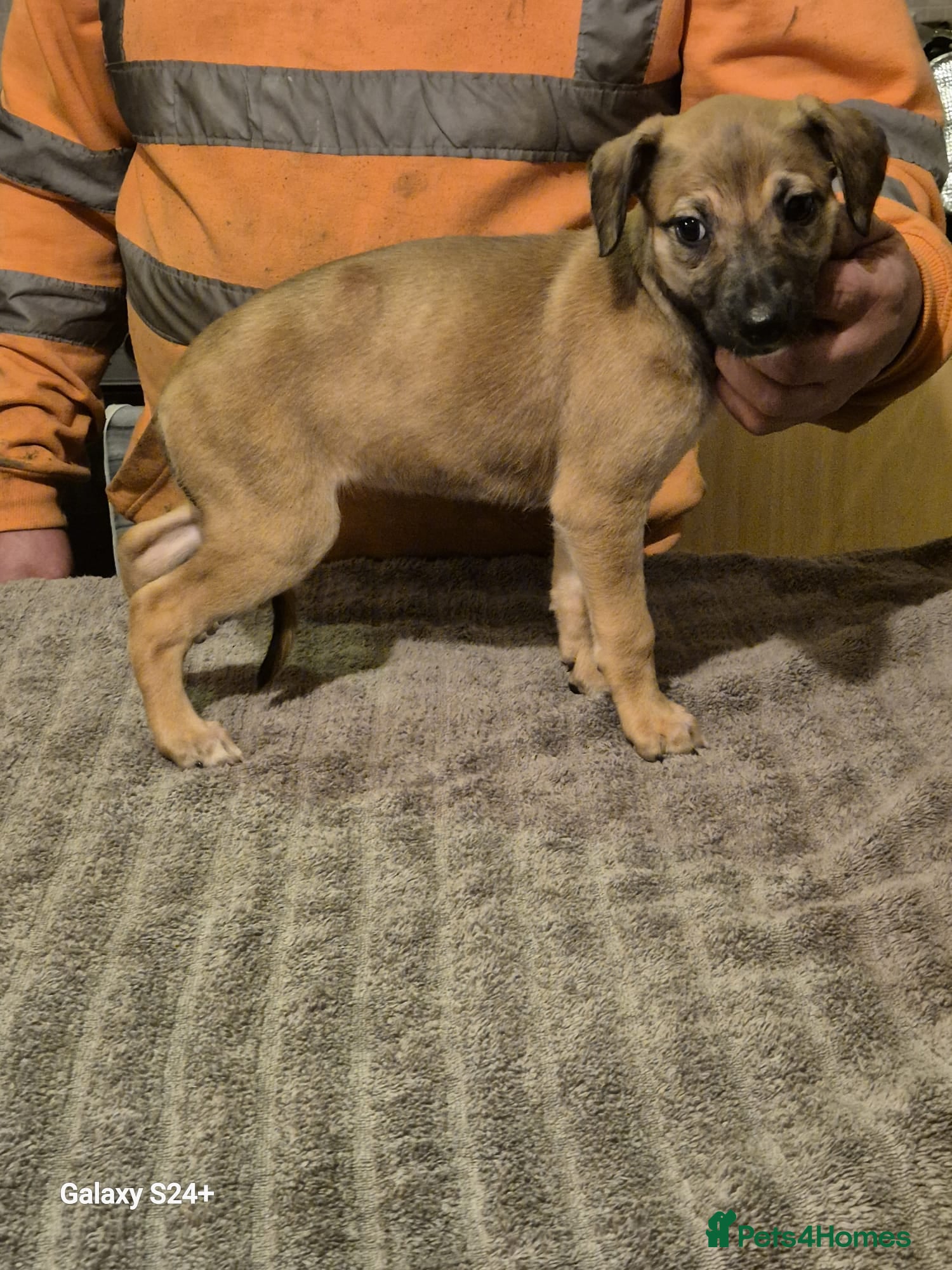 Lurcher dogs Lercher pups - Advert 6