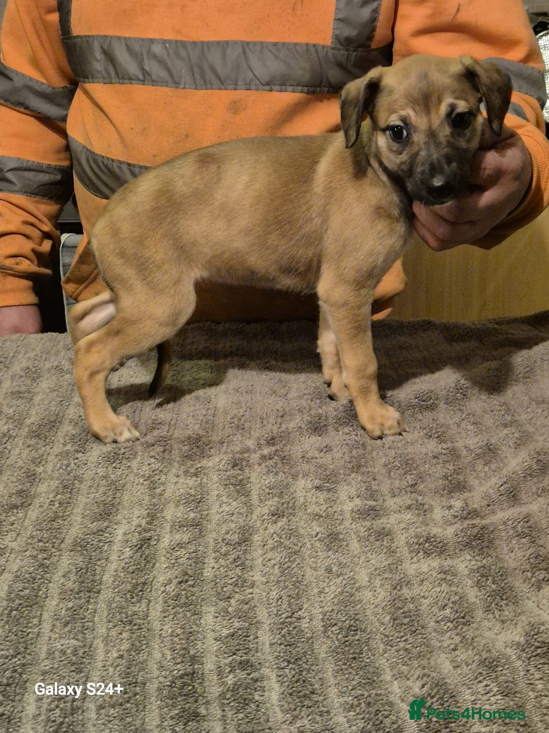 Lurcher dogs for sale: Lercher pups - Advert 1