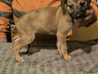 Lurcher dogs Lercher pups - Advert 1