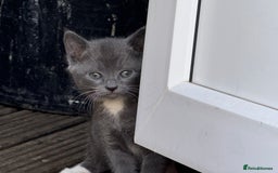 British Shorthair cats for sale: British shorthair kittens  - Image 9