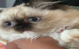 Ragdoll cats for sale: Pedigree Ragdoll Kittens (2xM,1xF) TICA Registered - Image 9