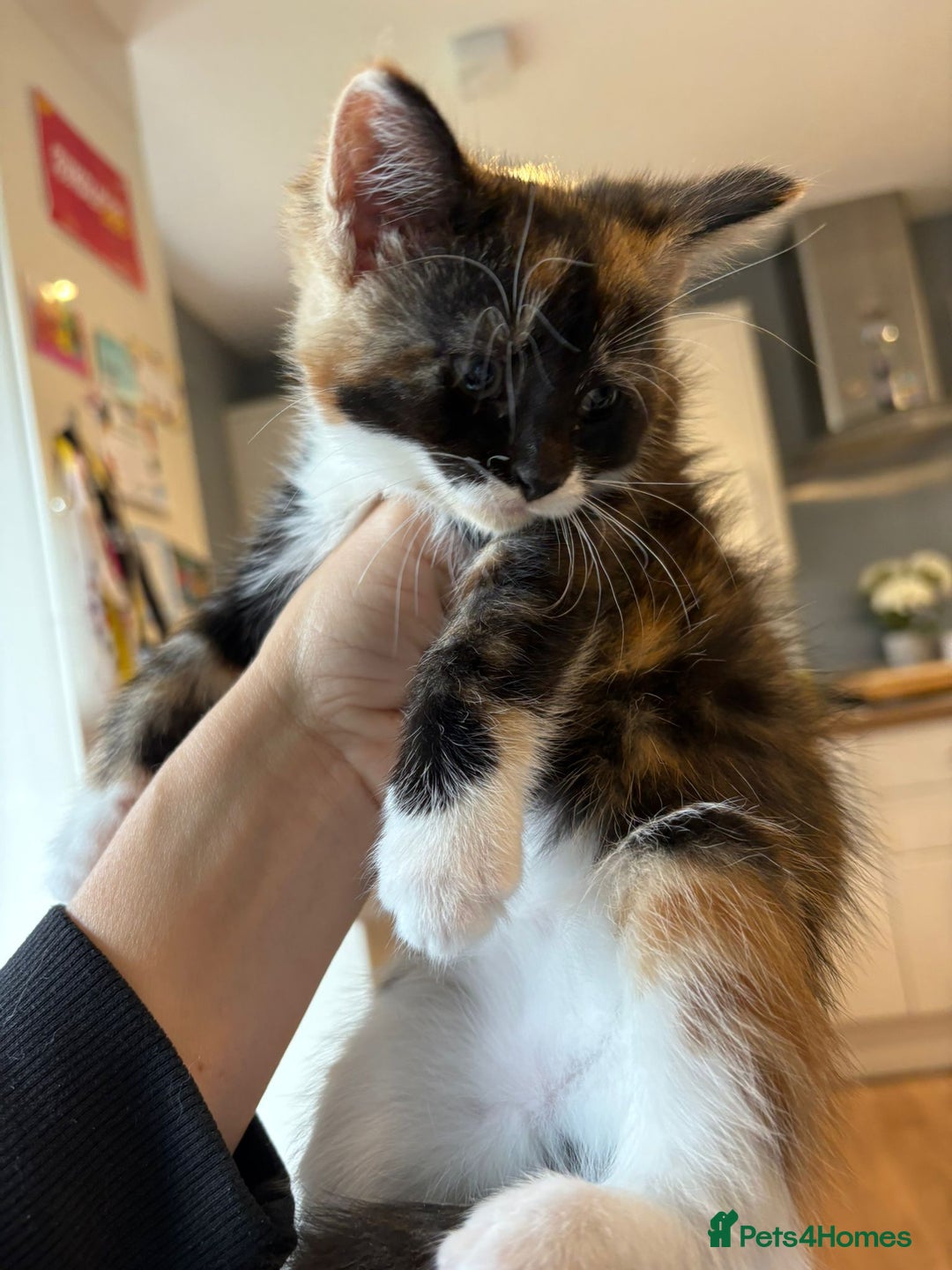 Mixed Breed cats for sale: Beautiful mixed colour kitten - Image 13