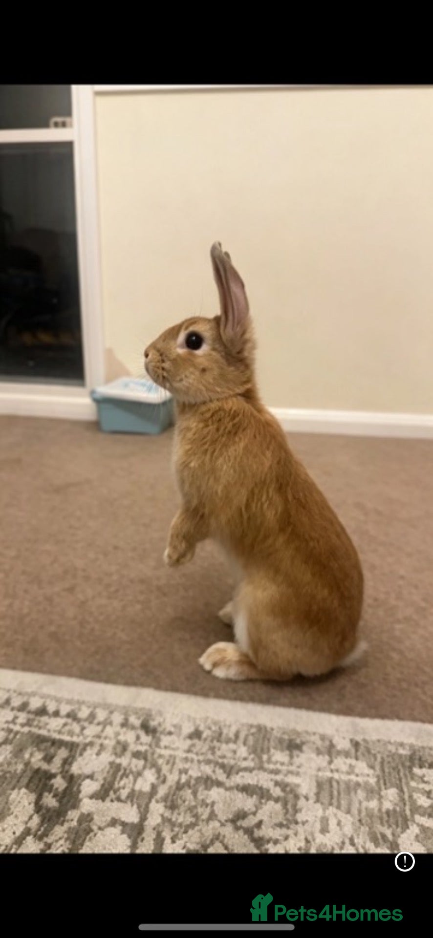 Rex rabbits Beautiful golden beige female rabbit - Advert 1