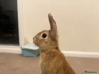Rex rabbits Beautiful golden beige female rabbit - Advert 1