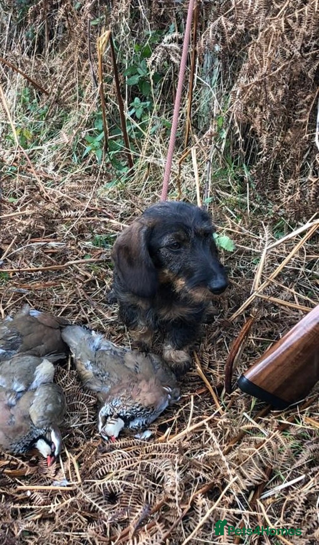 Dachshund dogs for sale: Wirehaired dachshund (Teckel) puppies - Image 13