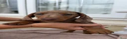 Miniature Dachshund dogs for sale: Miniature Dachshund puppies  - Advert 2