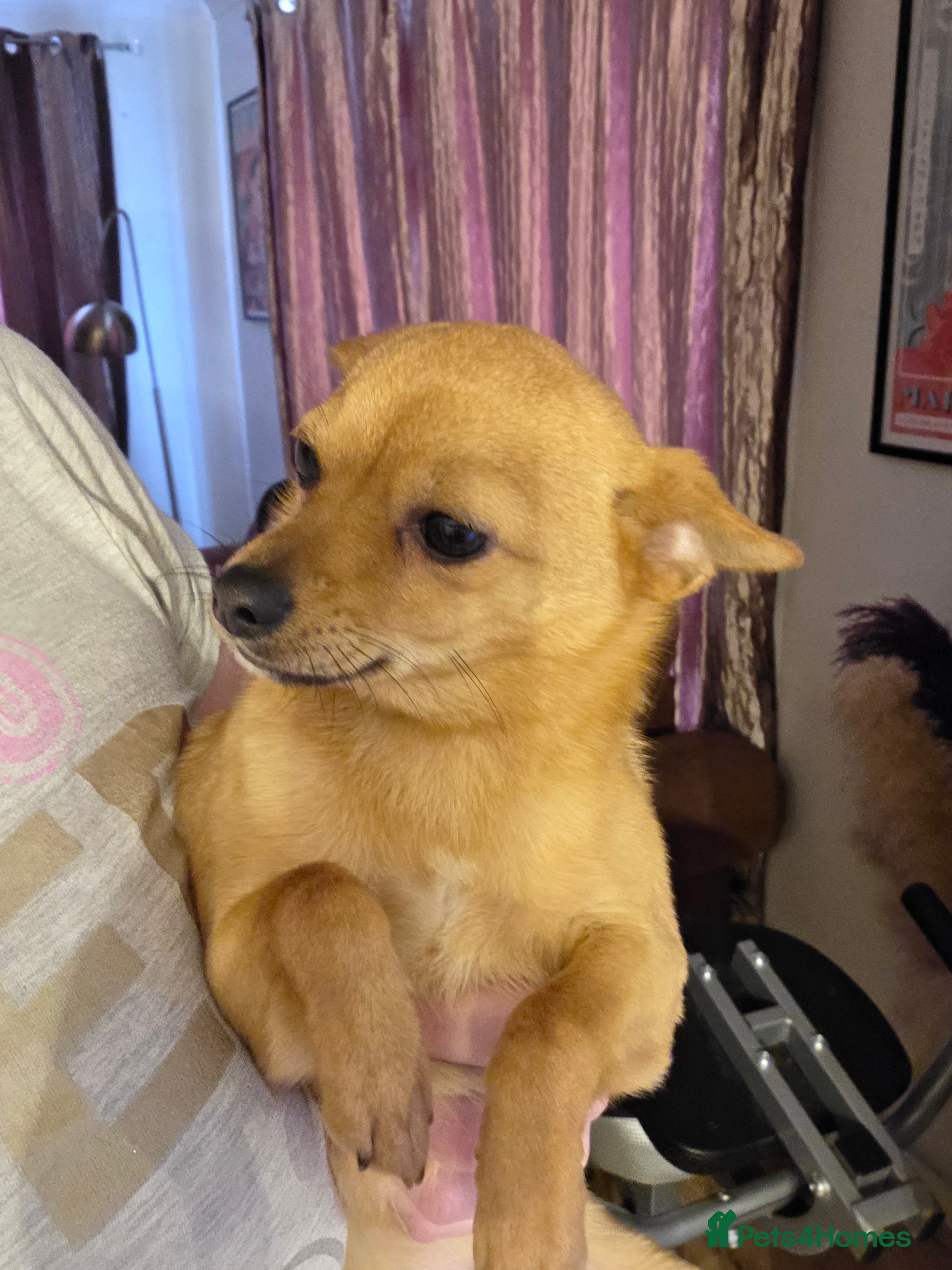 Pomchi dogs Beautiful poaching girl needing her forever home  - Advert 1