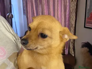 Pomchi dogs Beautiful poaching girl needing her forever home - Advert 1