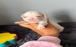 Pug dogs for sale: 7 boys ready to go next week!!!🩵 - Image 27
