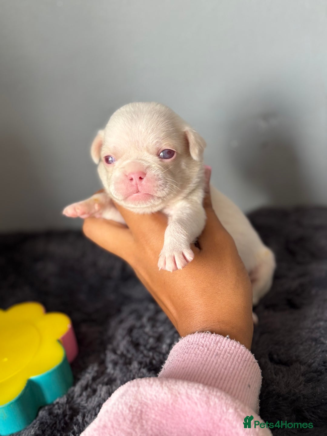 Pug dogs for sale: 7 boys ready to go next week!!!🩵 - Image 27