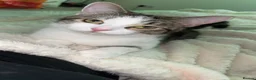 Domestic Shorthair cats for sale: Bonded pair - To be rehomed together  - Advert 7