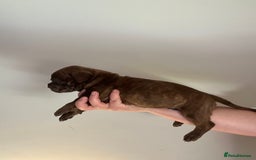 Mixed Breed dogs for sale: Olde English bulldog/ American bulldog - Image 6