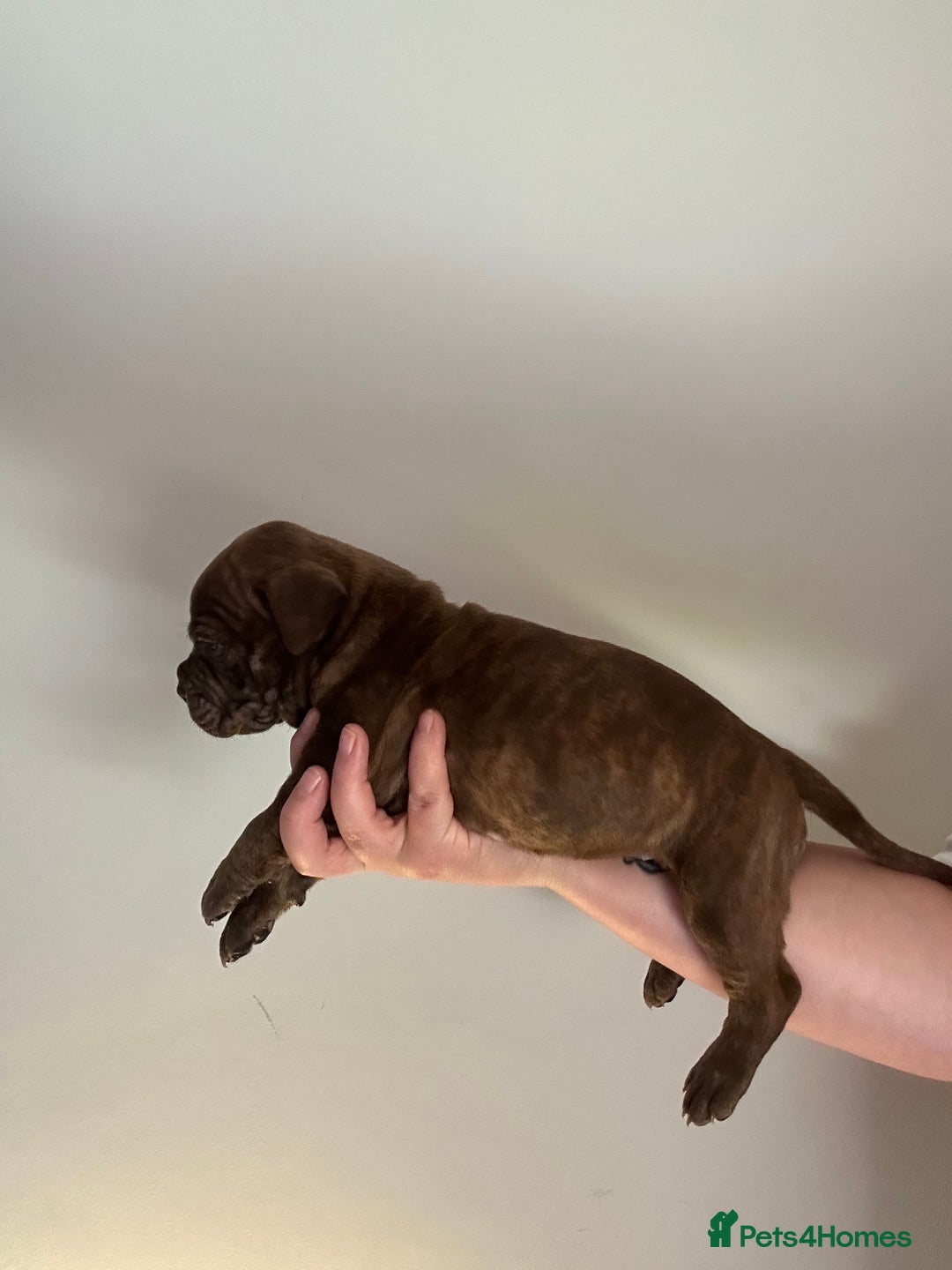 Mixed Breed dogs for sale: Olde English bulldog/ American bulldog - Image 6