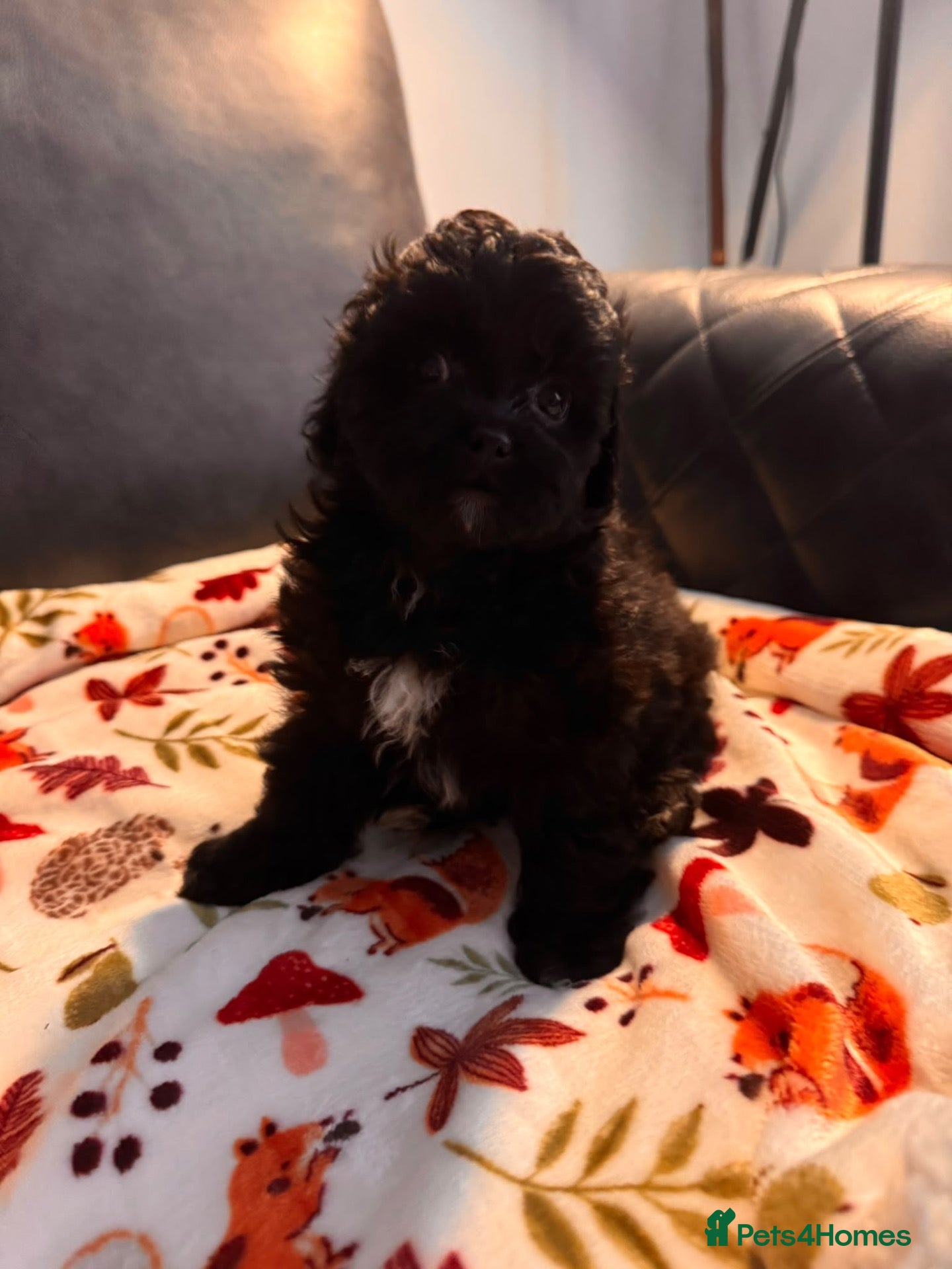Shihpoo dogs Shihpoo puppies - Advert 2