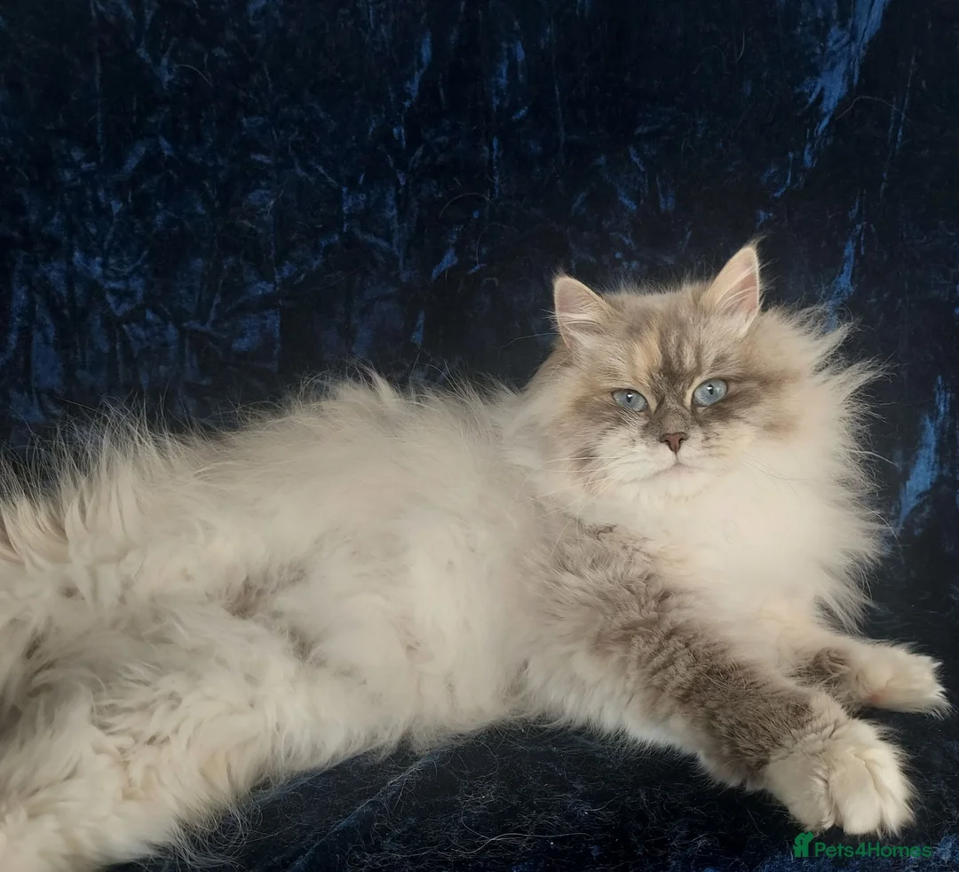 Siberian cats for sale: GCCF Registered Siberian Kitten For Sale  - Advert 28