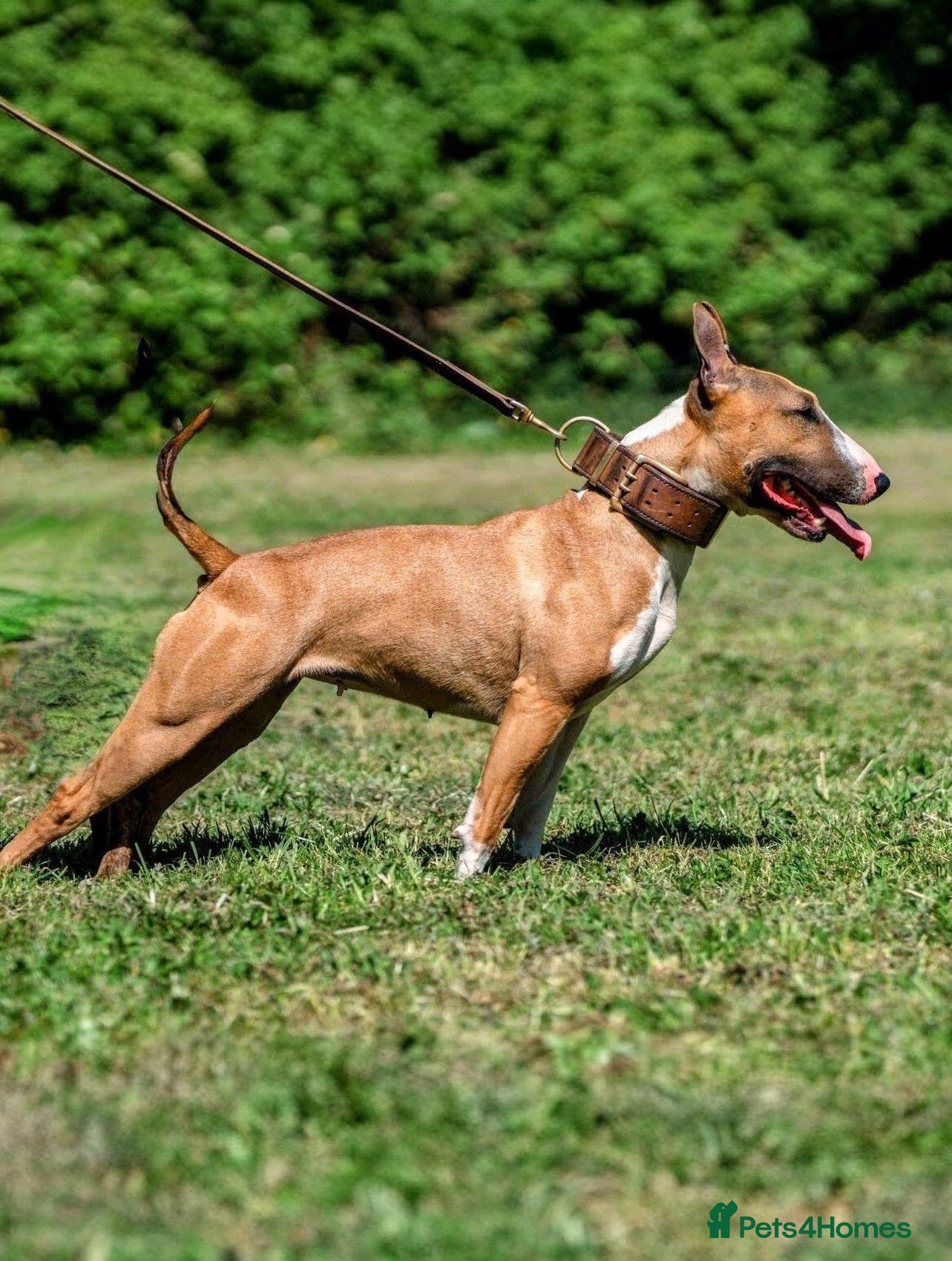 English Bull Terrier dogs Working and Sporting English Bull Terriers  - Advert 2