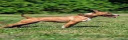 English Bull Terrier dogs for sale: Working and Sporting English Bull Terriers  - Advert 1