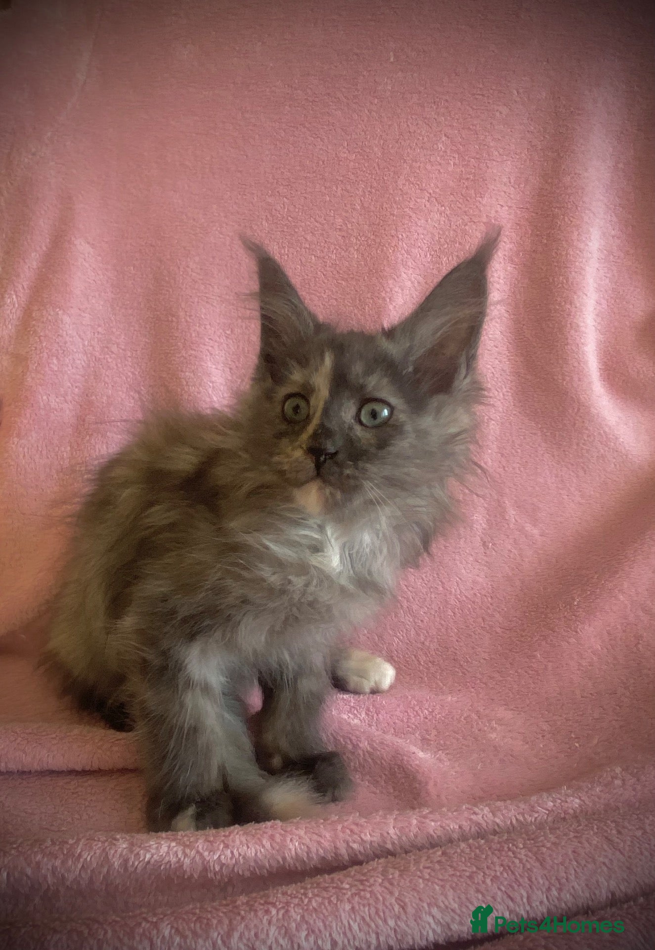 Maine Coon cats for sale: Full Russian lines Coon kittens Registered Parents - Advert 2