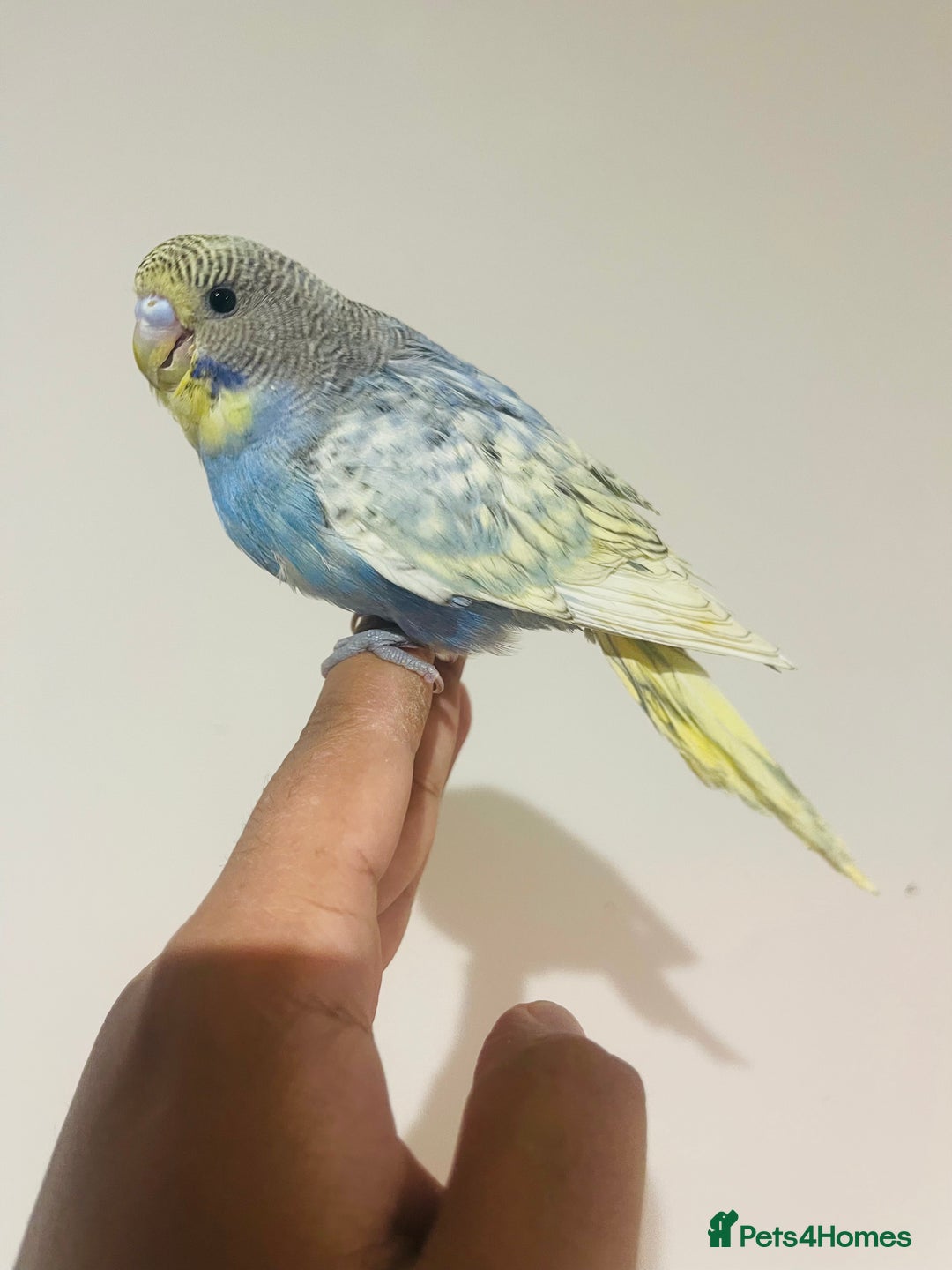 Budgerigars birds for sale: Hand reared budgies for sale  - Advert 17