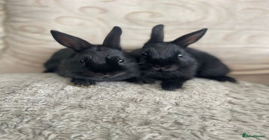 Netherland Dwarf rabbits - Advert 12