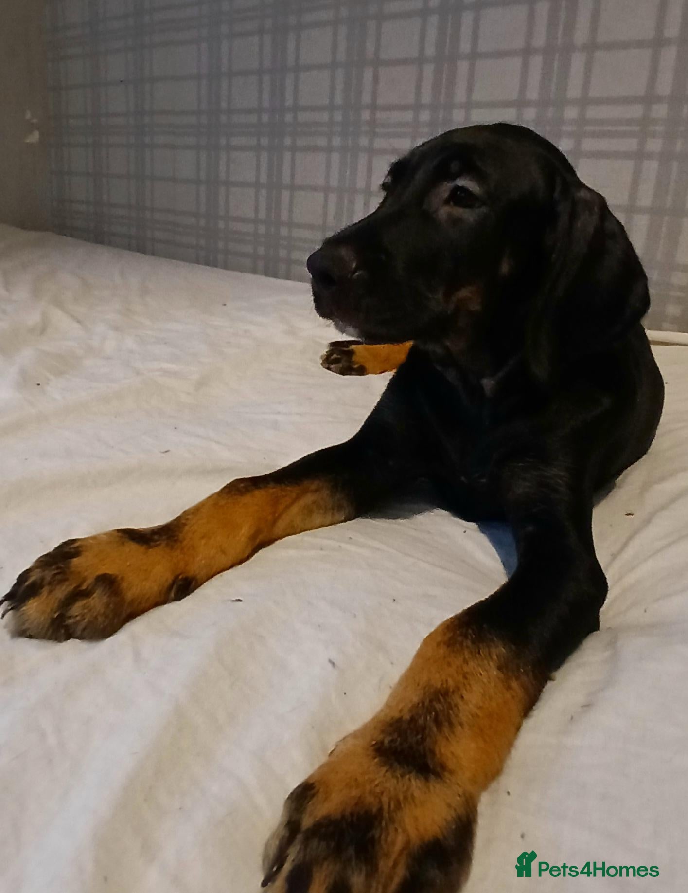 Mixed Breed dogs staffy x irish setter  - Advert 6