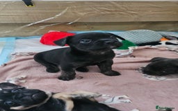Mixed Breed dogs for sale: 3/4 French bulldog 1/4 Pomeranian Puppies - Image 13