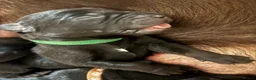 Labrador Retriever dogs for sale: Exceptional KC-Registered Black Labrador Puppies  in Saltburn-by-the-Sea - Advert 6