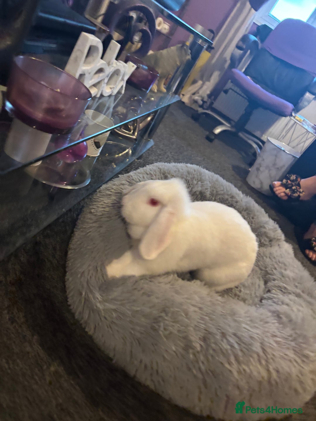 Mini Lop rabbits for sale: Lola&niglet  - Advert 1