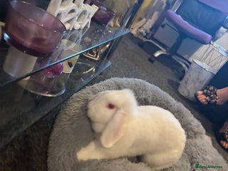 Mini Lop rabbits Lola&niglet - Advert 1