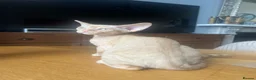 Devon Rex cats for sale:  Pedigree Devon Rex Kittens. Pet Homes Only  - Advert 5
